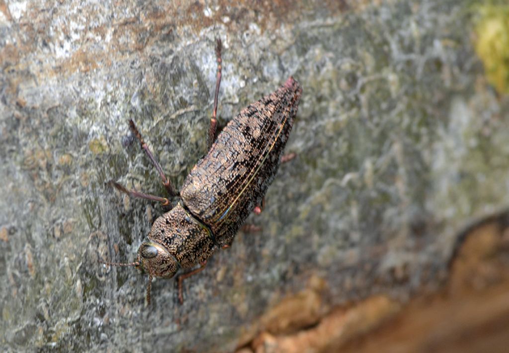 Quale Dicerca? Dicerca berolinensis, Buprestidae